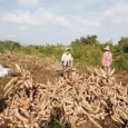 Price-support policy needed to protect Cambodian farmers
